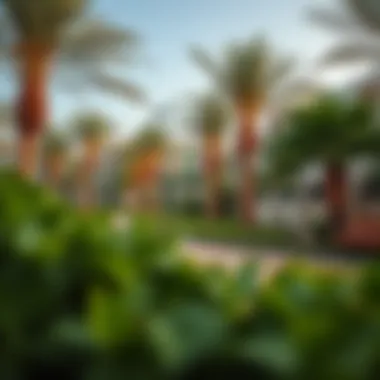 Community park in Shorooq Dubai with lush greenery